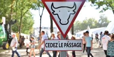 Panneau attention vaches festival élevage brive