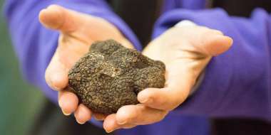 belle truffe de Corrèze