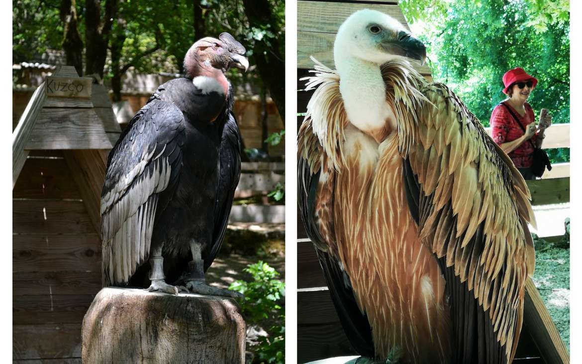 Condor et vautours, aigles et faucons...