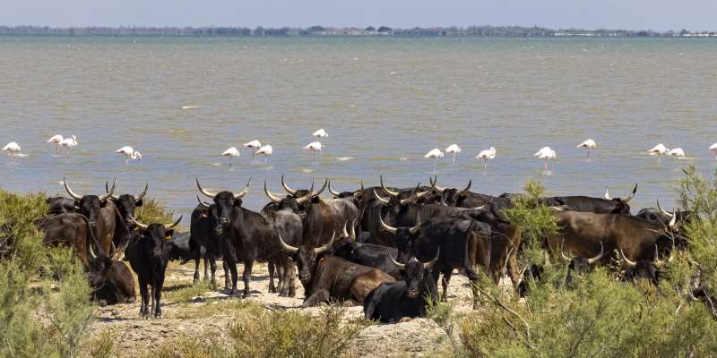 Etang du Vaccarès - Taureaux et flamants roses