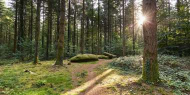 clairière dans la forêt de Camors