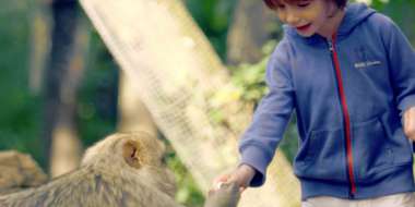 Un enfant tend sa main au singe