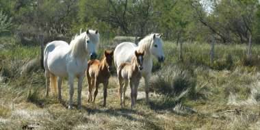 Maison du cheval de Camargue