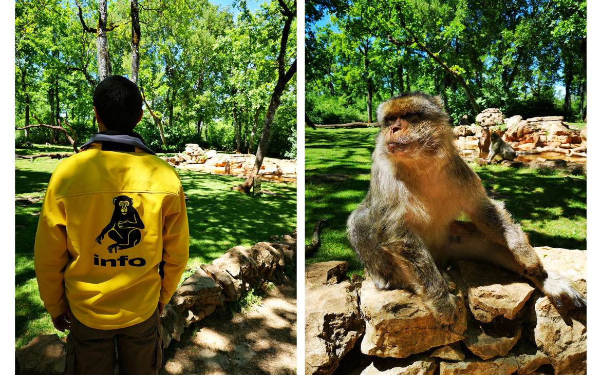 David Ung et les magots de la Forêt des Singes