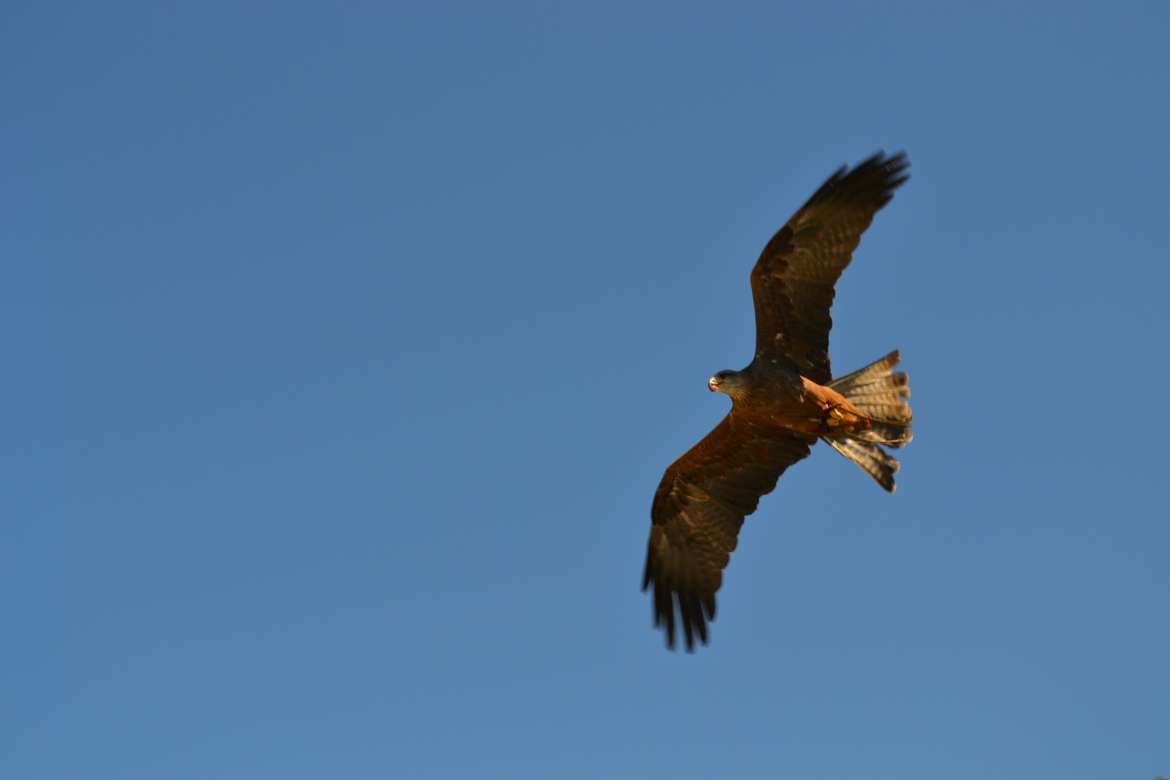 Des rapaces en totale liberté, des vols spectaculaires