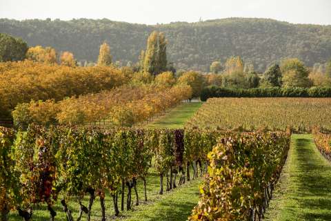 vignoble de Cahors
