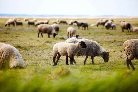 Agneau des près salés