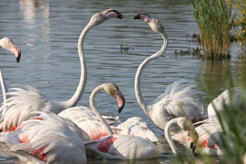 Au parc ornithologique