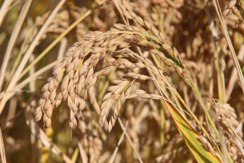 Le riz de Camargue