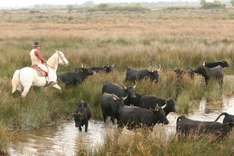 Herd of Camargue bulls 